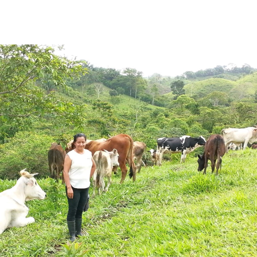 Banadesa desembolsa más de 34 millones de lempiras para apoyar la agricultura y la ganadería en Dulce Nombre de Culmí